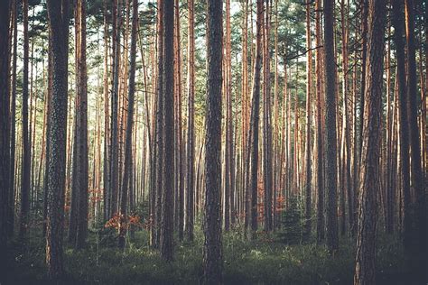 Hutan Pinus Pemandangan Alam Pohon Jalan Wallpaper Hd