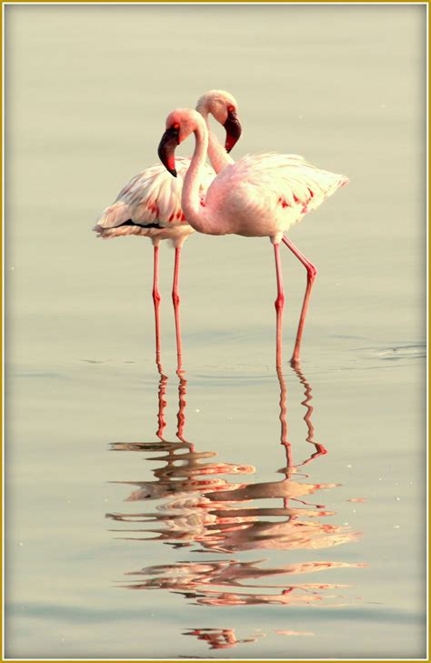 Flamingo Wading Bird Smithsonian Photo Contest Smithsonian Magazine