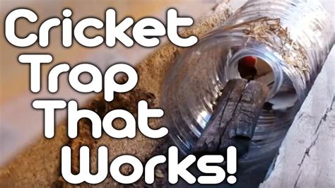 An efficient cricket trap is certainly needed if you are keen on fishing, have a pet reptile, or simply want to make some pocket money. Cricket trap that works! - YouTube
