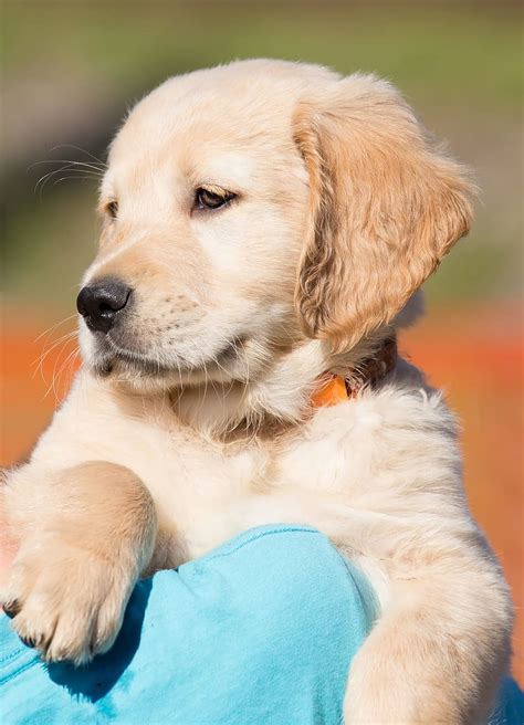 Hd Wallpaper Yellow Labrador Retriever Puppy Close Up Photography Dog