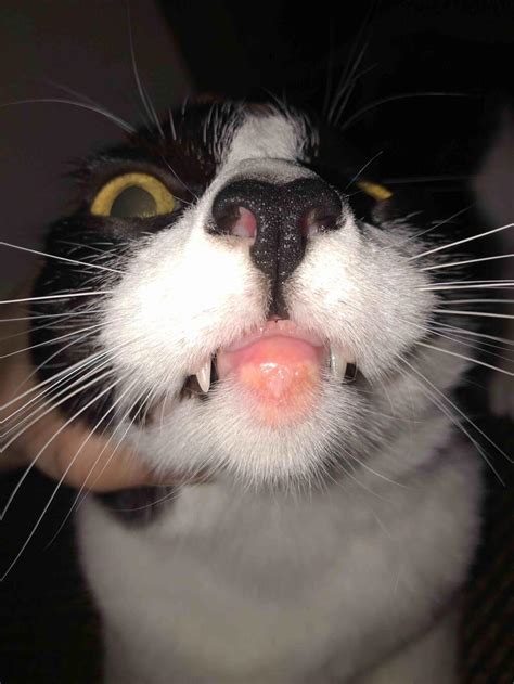 Having a piercing is obviously. My cat's bottom lip is inflamed. It's extremely red ...
