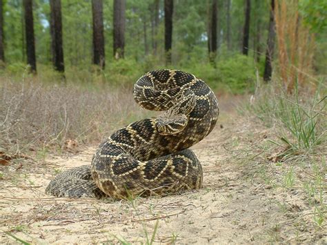Top 10 Most Venomous Snakes In The World Elite Readers
