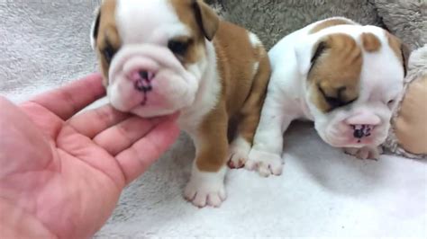 You will fall in love effortlessly with our miniature bulldogs! Micro teacup English Bulldog puppies for sale - YouTube
