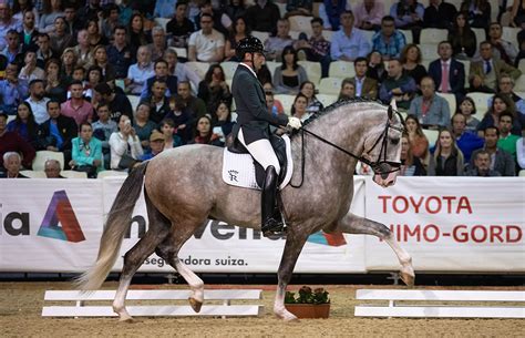 28 572 256 · обсуждают: Yucatán de Ramos, el caballo propiedad de Sergio Ramos, se ...