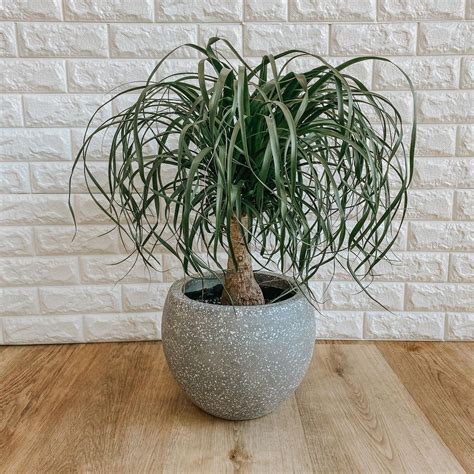 Ponytail Palm Plant Care And Growing Guide