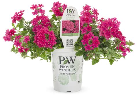 Superbena Raspberry Verbena Hybrid Proven Winners