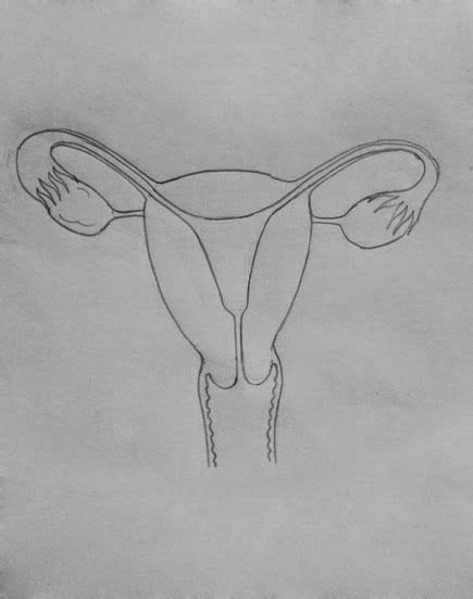 How To Draw Female Reproductive System Biology Drawing Female