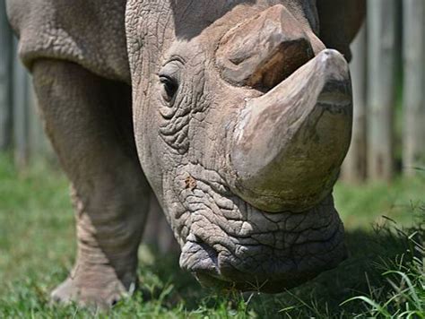 First Rhino Ivf Pregnancy Could Save Endangered Northern White From Extinction