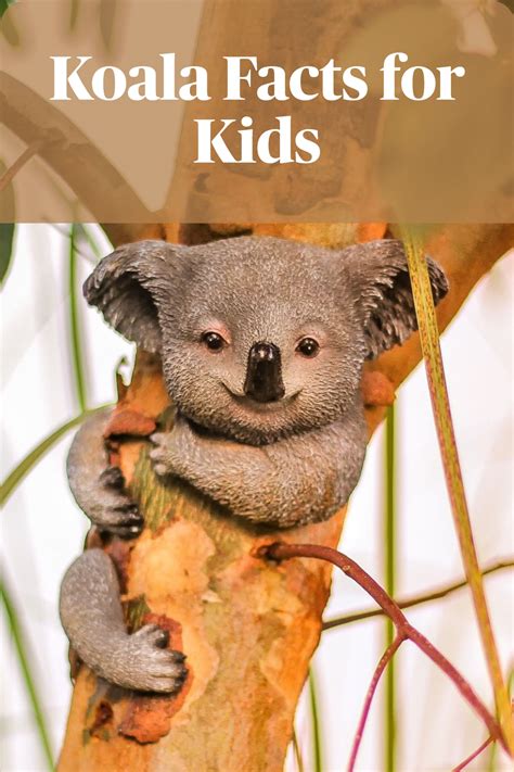 Kids Pick Koala Facts For Kids Kids Play And Create In 2021 Koala