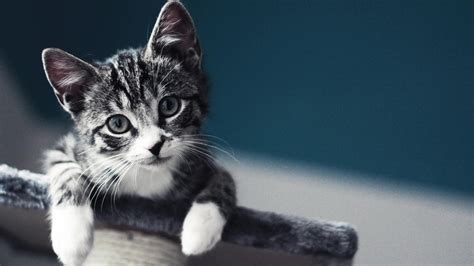 Gatos Cats Salvapantallas Wallpaper Hd 4k 269 Kittens Cutest Baby