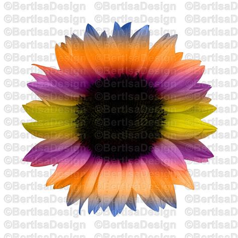 Colorful Sunflower Sublimation Sunflower Png Clip Art Etsy