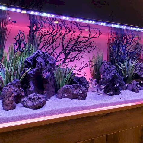 Spectacular Amazing Tips Your New Aquarium Decorations Cool Fish