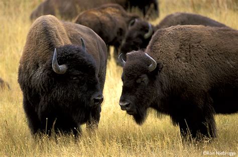 There is some speculation that this simply came from europeans. Bison