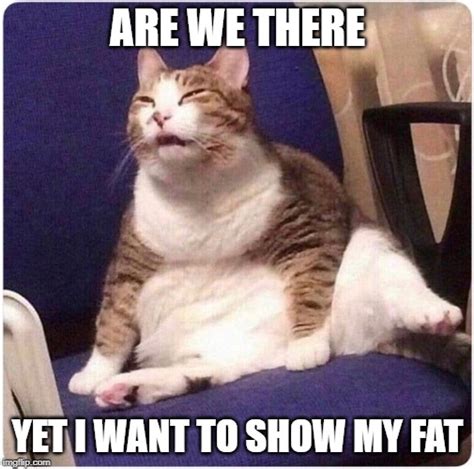 Fat Cat Imgflip