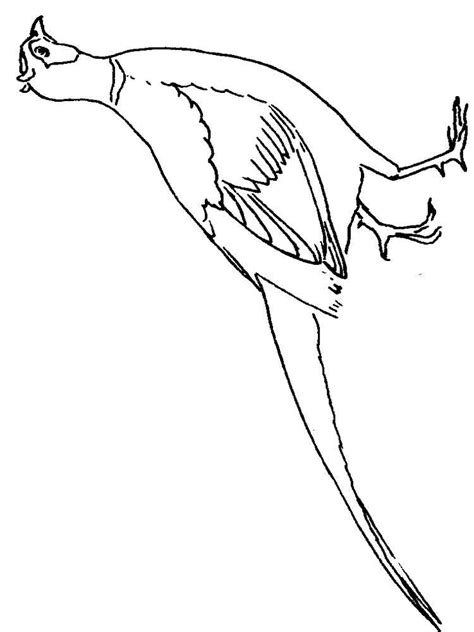 Pheasant coloring, Download Pheasant coloring for free 2019