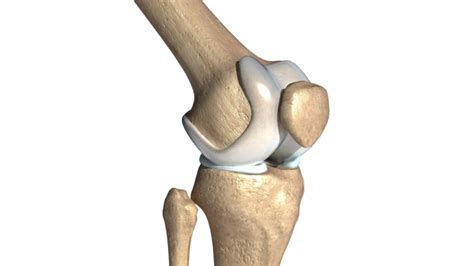 Anatomía De La Rodilla Ligamentos Huesos Y Músculos