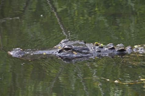 American Alligators Head Just Above The Waters Surface Clippix Etc