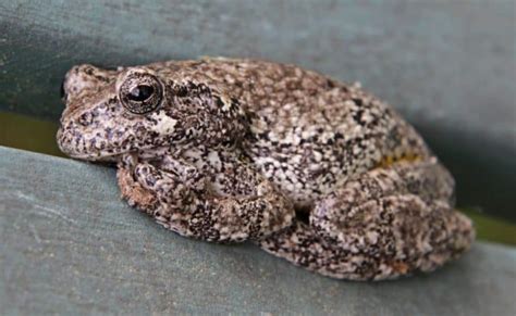 Gray Tree Frog Care Sheet Diet Habitat And More Critters Aplenty