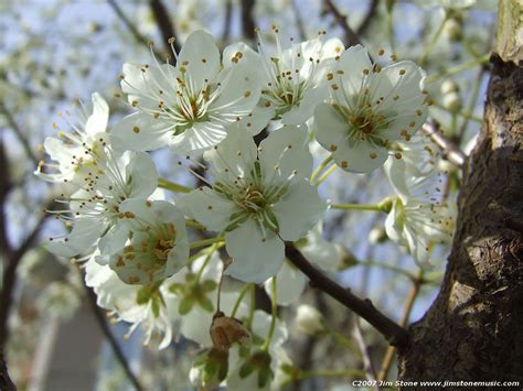 Great White Flowering Cherry Trees For Sale Online View Now