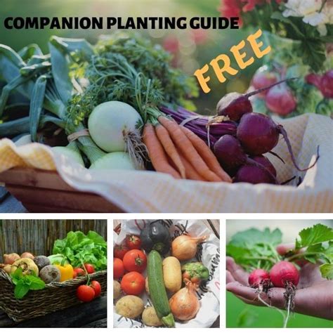 There are thousands of plant species known to science, which means it's nearly impossible to memorize all of them. FREE COMPANION PLANTING GUIDE || Grab Your Free Guide Today