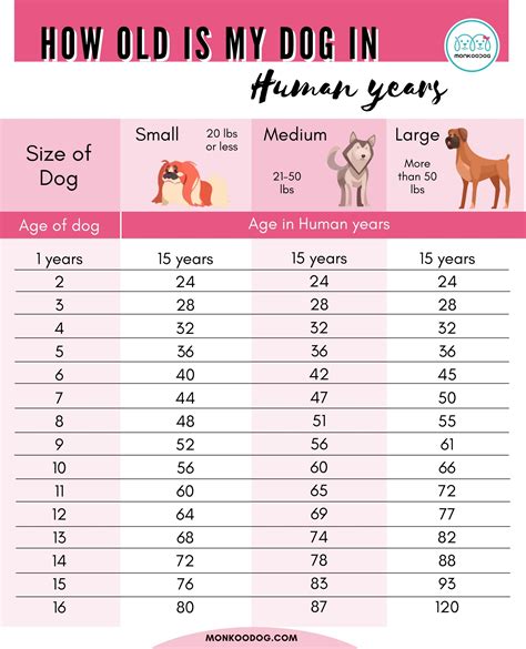 How Old Is My Dog In Human Years
