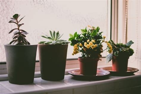 House Plants Care And Maintenance Gardens Nursery