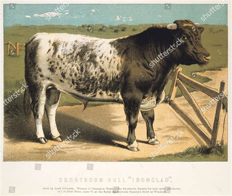 Shorthorn Bull Ironclad Bred By Lord Editorial Stock Photo Stock