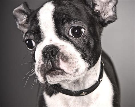 What should you name your adorable french bulldog? Top 200 Male Dog Names of 2019 from Real Dog People | Dog ...