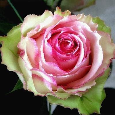A representation of a wild rose with five petals, usually seeded and barbed in a symmetrical design and used especially as the cadency mark of a seventh son. Rose Espérance, rose,fleur coupée,fleur en gros ...