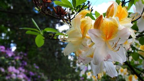 Con che è gli alberi detti anche: Fiori bianchi: classificazione e migliori varietà per il giardino