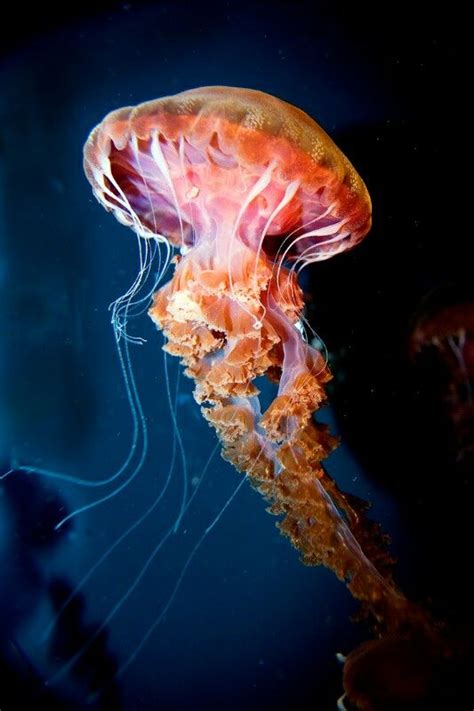 Fluffy Beautiful Sea Creatures Jellyfish Photo Jellyfish Photography