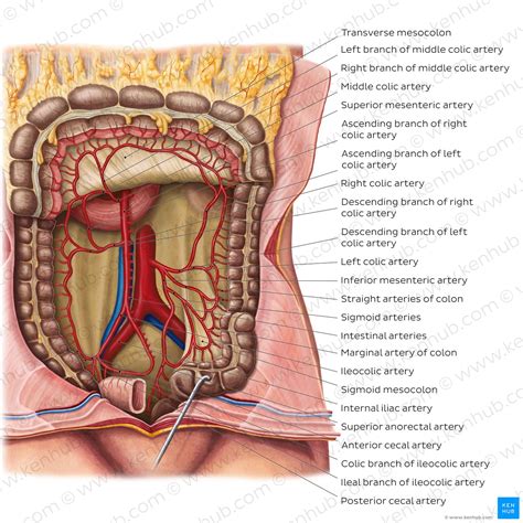 Anatomy Clipart Large Intestine With Blood Vessels Clipart Porn Sex