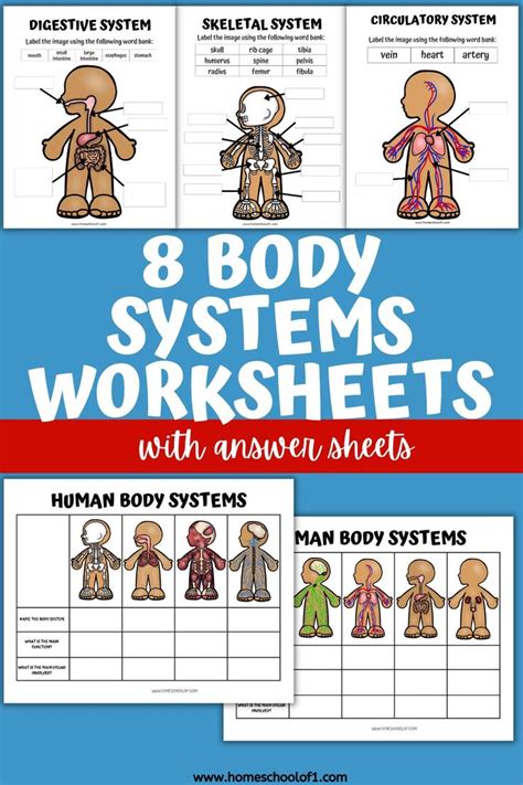 8 Free Printable Human Body Systems Worksheets For Kids Body Systems