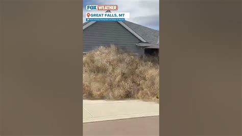 montana homes buried under tumbleweed youtube
