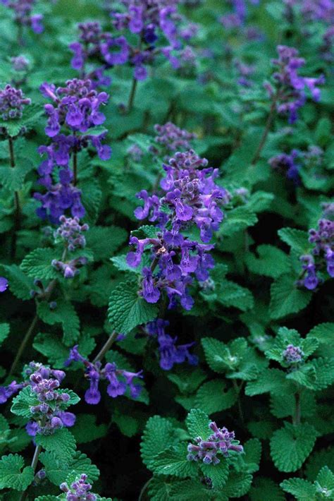 Identifying bugs and their bites. 7 Pretty Plants That Can Repel Biting Bugs Naturally in ...
