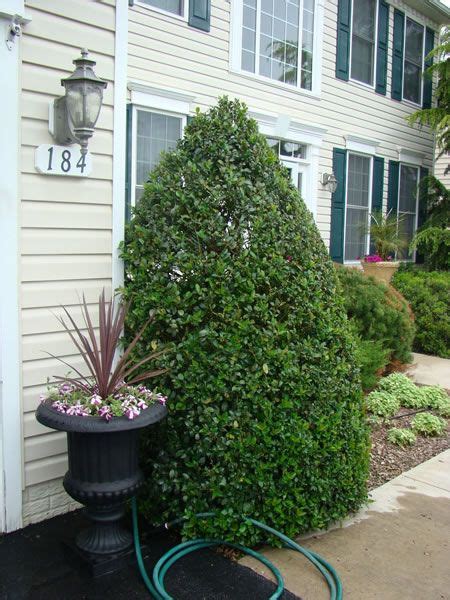 You must have at least one male. blue maid holly tall | Landscaping jobs, Garden ...