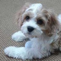 The cavachon is known to bark should a stranger come near, however, as they are quite good natured, they should not be depended upon as a. Cavachon Puppies For Sale by Reputable Breeders - Pets4You.com