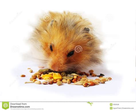 Hamster Eating Stock Photo Image Of Funny Macro Nourishment 5352528