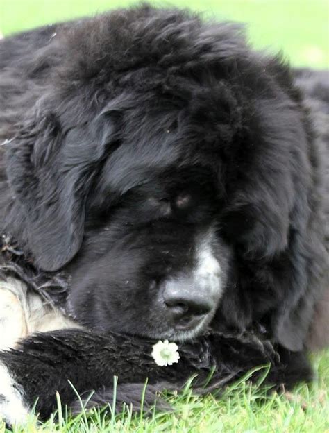 Pin By Stephen Sayad On My Newfies Pet Dogs Newfoundland Dog Puppy