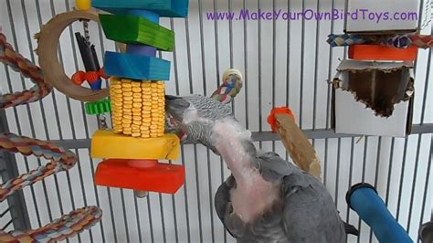 Make Your Own Bird Toys Dried Ear Corn Youtube
