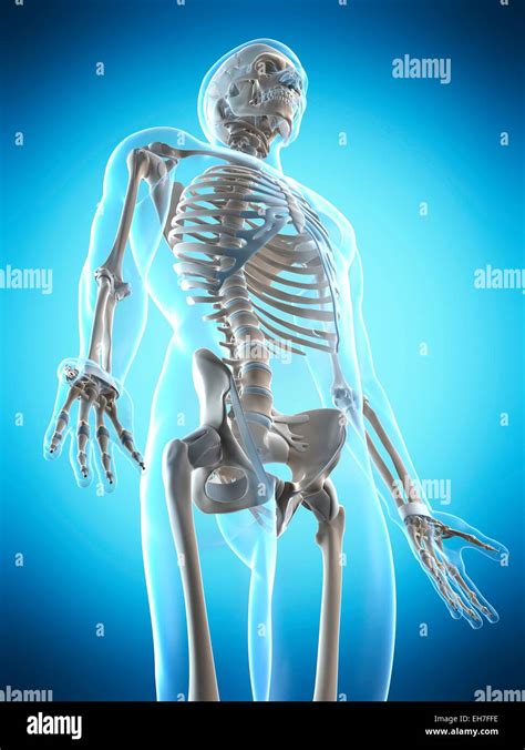 Human Skeletal System Artwork Stock Photo Alamy
