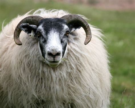 Baa Ram Ewe Sheep Sheep Trivia And Facts