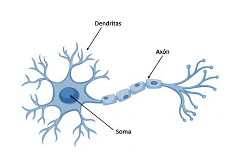 Github Anker2898redesneuronales Curso De Redes Neuronales