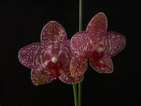 Phalaenopsis Leucadia Farewell