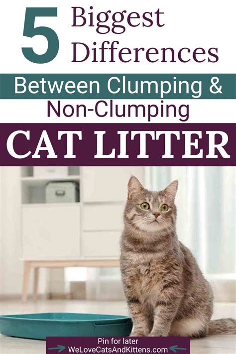 Whats The Best Cat Litter Clumping Vs Non Clumping Litter In 2022