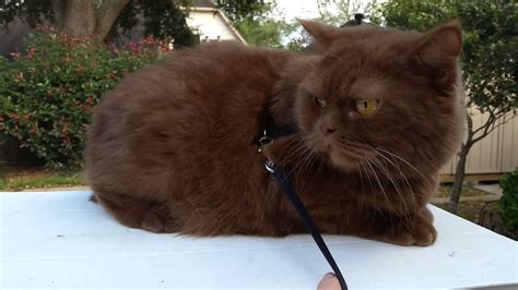 Learn about all of the benefits of cinnamon essential oil, and how to use it every day. Cinnamon British Shorthair. - YouTube