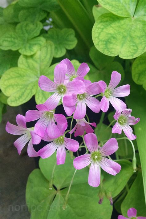 Fotos de flores y rosas para fondos de pantalla del ...