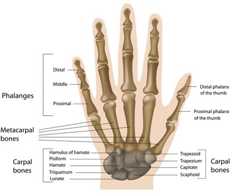 Bone Structure Of Hand