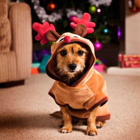 Cute And Funny Pictures Of Animals 56 Christmas 8
