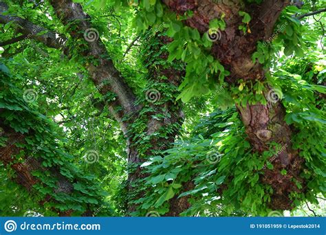Tall Green Trees Aligned In The Park Stock Image Image Of Urban